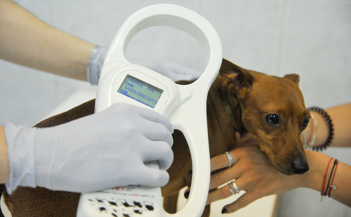 Маркировка домашних животных может стать обязательной с 2021 года Маркировка домашних животных может стать обязательной с 2021 года